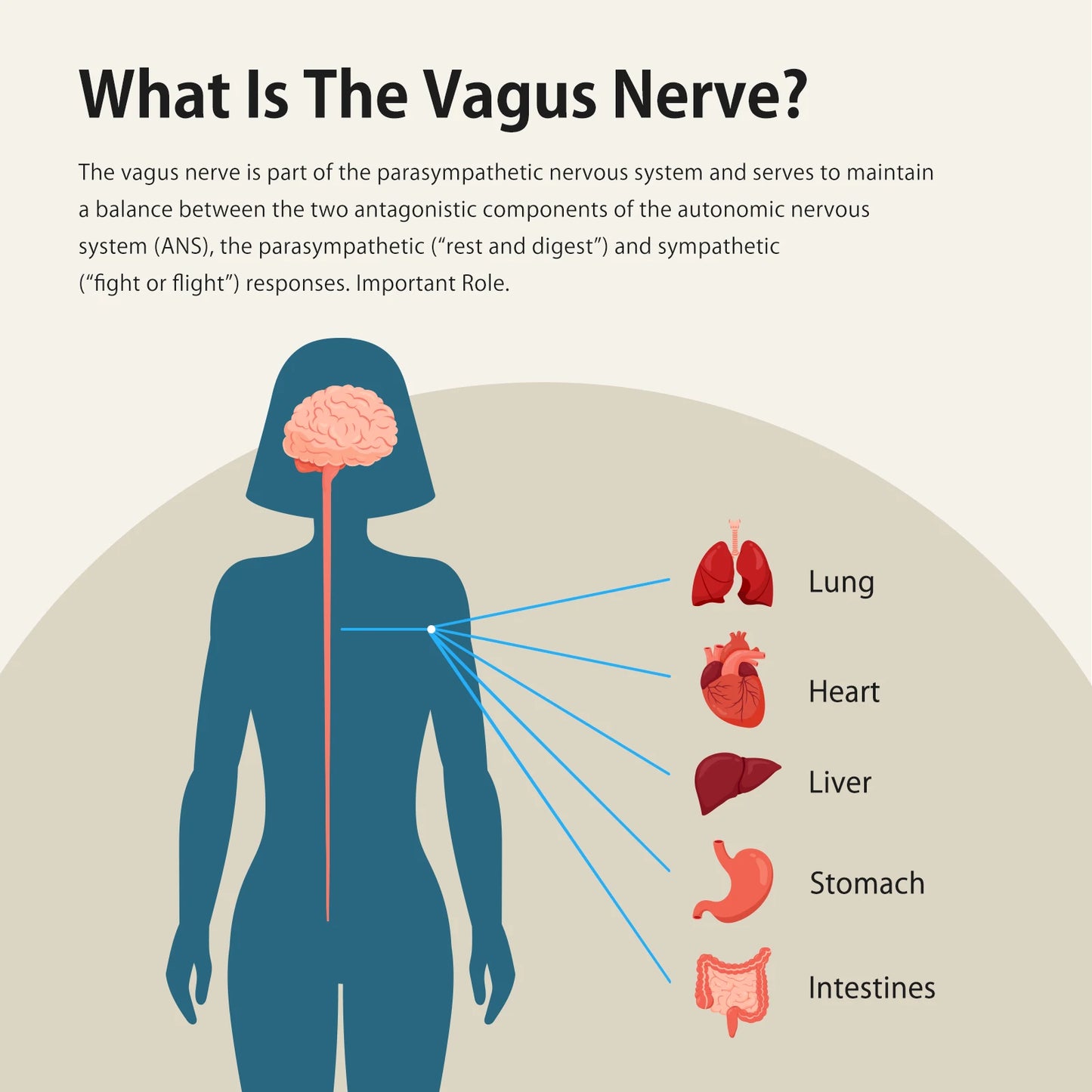 ZenoWell Vita Vagus Nerve Stimulation for Deep Sleep, Anxiety Relief HRV Optimization – Drug-Free Calm Stress Resilience